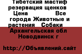 Тибетский мастиф резервация щенков › Цена ­ 100 000 - Все города Животные и растения » Собаки   . Архангельская обл.,Новодвинск г.